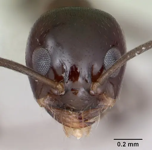 Dorymyrmex bituber specimen CASENT0173842 image casent0173842_2