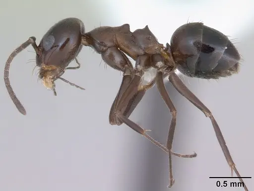 Dorymyrmex bituber specimen CASENT0173842 image casent0173842_3