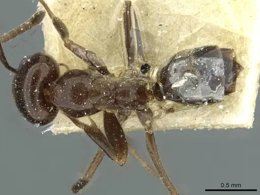 Dorymyrmex bituber specimen CASENT0911523 image casent0911523_1