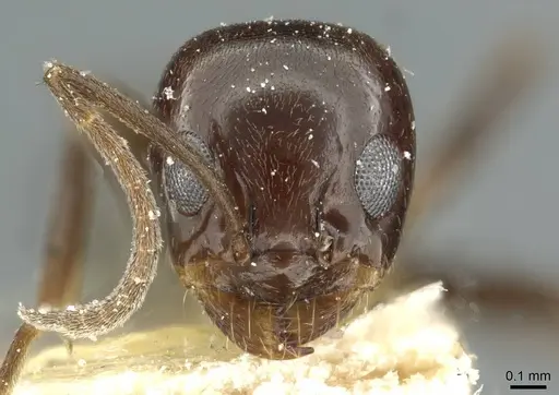 Dorymyrmex bituber specimen CASENT0911523 image casent0911523_2