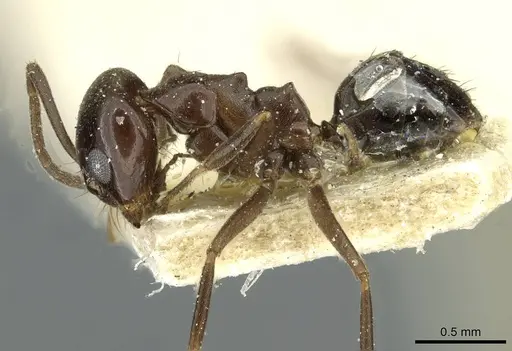 Dorymyrmex bituber specimen CASENT0911523 image casent0911523_3