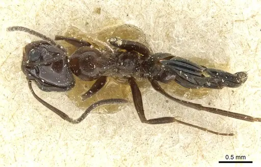 Dorymyrmex bituber specimen CASENT0911524 image casent0911524_1