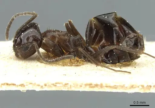 Dorymyrmex bituber specimen CASENT0911524 image casent0911524_3