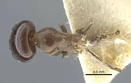 Dorymyrmex bituber specimen CASENT0917124 image casent0917124_1