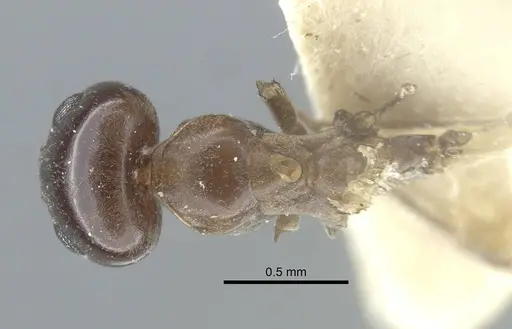 Dorymyrmex bituber specimen CASENT0917124 image casent0917124_2