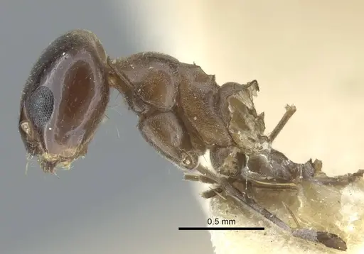 Dorymyrmex bituber specimen CASENT0917124 image casent0917124_4