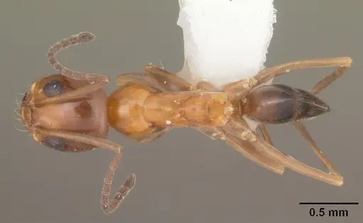 Dorymyrmex bossutus specimen CASENT0103858 image casent0103858_1