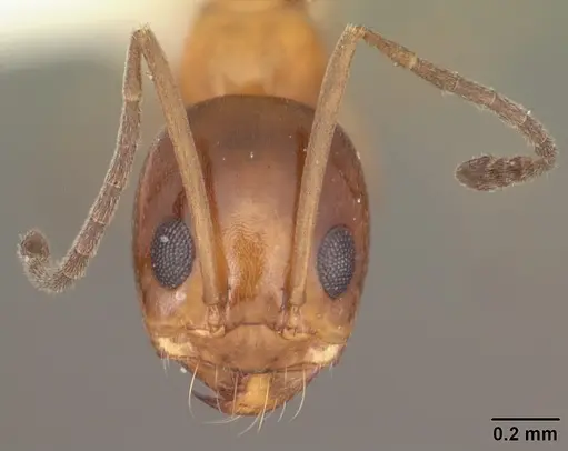 Dorymyrmex bossutus specimen CASENT0103858 image casent0103858_2