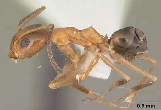 Dorymyrmex bossutus specimen CASENT0103858 image casent0103858_3