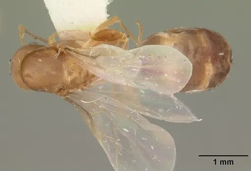 Dorymyrmex bossutus specimen CASENT0103861 image casent0103861_1