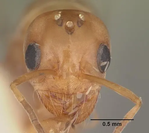 Dorymyrmex bossutus specimen CASENT0103861 image casent0103861_2