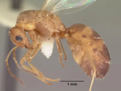 Dorymyrmex bossutus specimen CASENT0103861 image casent0103861_3