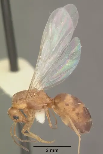 Dorymyrmex bossutus specimen CASENT0103861 image casent0103861_4