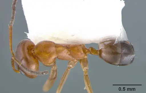 Dorymyrmex bossutus specimen CASENT0105876 image casent0105876_1