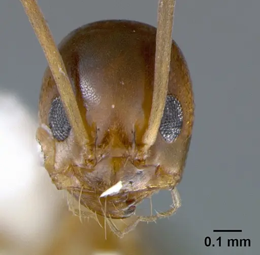 Dorymyrmex bossutus specimen CASENT0105876 image casent0105876_2