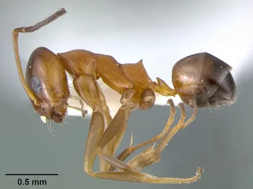 Dorymyrmex bossutus specimen CASENT0105876 image casent0105876_3