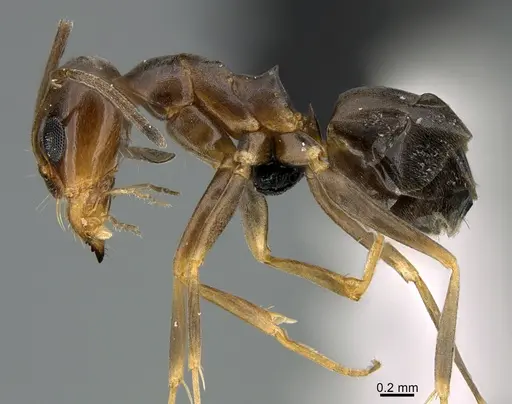 Dorymyrmex bossutus specimen CASENT0349067 image casent0349067_1
