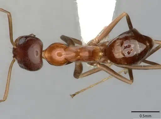 Dorymyrmex bossutus specimen CASENT0841371 image casent0841371_1