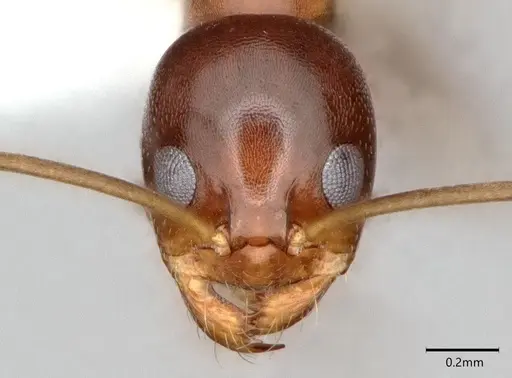 Dorymyrmex bossutus specimen CASENT0841371 image casent0841371_2