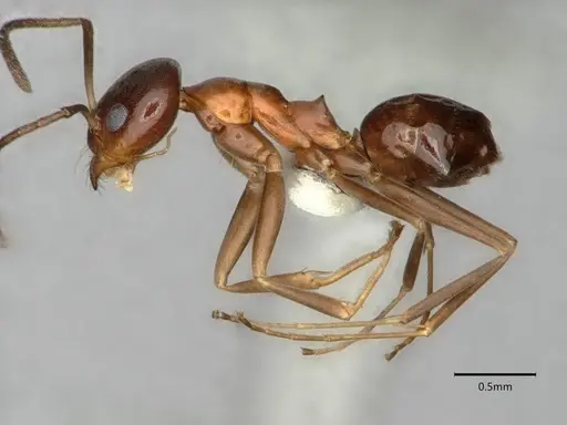 Dorymyrmex bossutus specimen CASENT0841371 image casent0841371_3