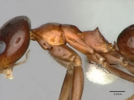 Dorymyrmex bossutus specimen CASENT0841371 image casent0841371_4