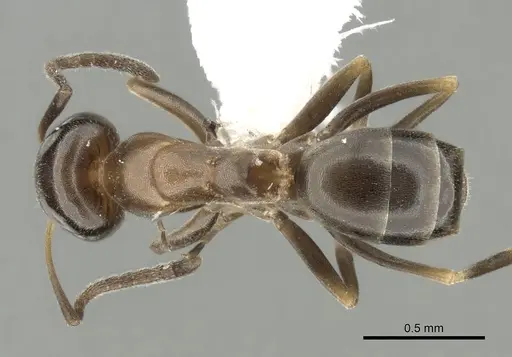 Dorymyrmex breviscapis specimen CASENT0249676 image casent0249676_1
