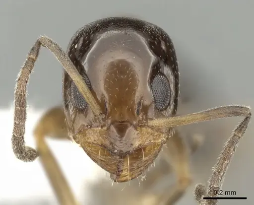 Dorymyrmex breviscapis specimen CASENT0249676 image casent0249676_2
