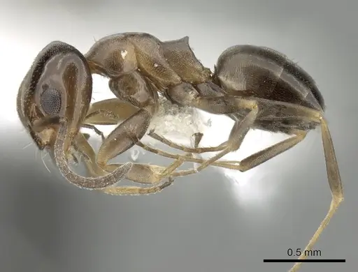 Dorymyrmex breviscapis specimen CASENT0249676 image casent0249676_3