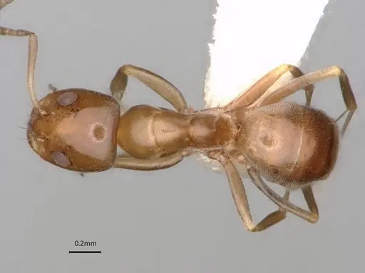 Dorymyrmex breviscapis specimen CASENT0841500 image casent0841500_1