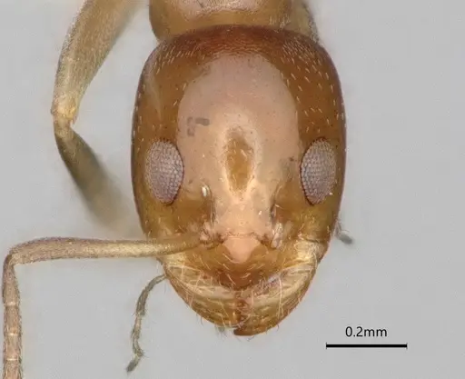 Dorymyrmex breviscapis specimen CASENT0841500 image casent0841500_2