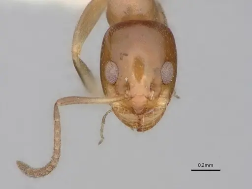Dorymyrmex breviscapis specimen CASENT0841500 image casent0841500_3
