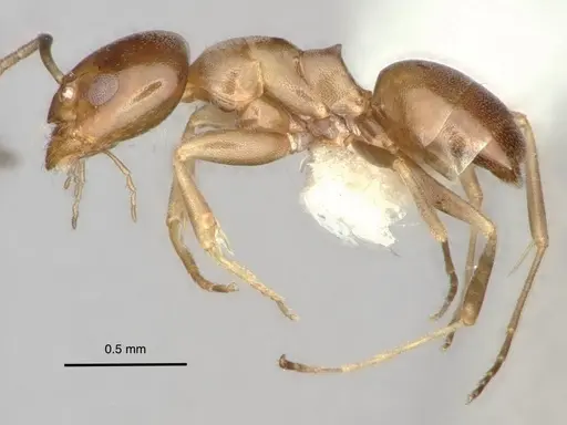 Dorymyrmex breviscapis specimen CASENT0841500 image casent0841500_4