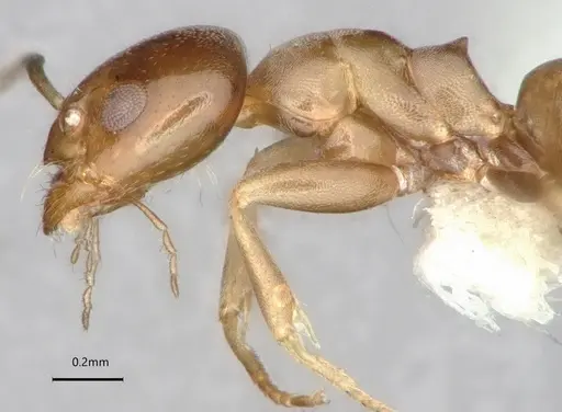 Dorymyrmex breviscapis specimen CASENT0841500 image casent0841500_5