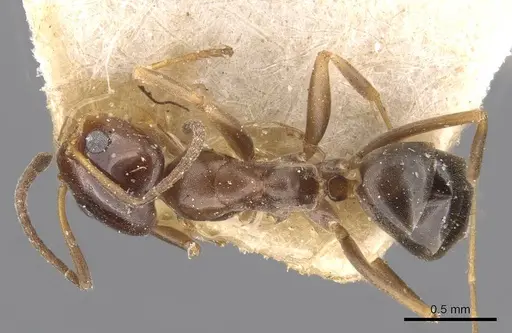 Dorymyrmex breviscapis specimen CASENT0909732 image casent0909732_1