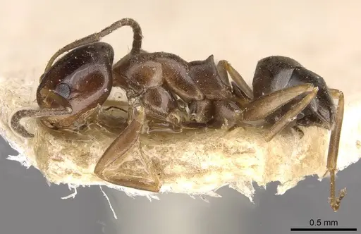 Dorymyrmex breviscapis specimen CASENT0909732 image casent0909732_3