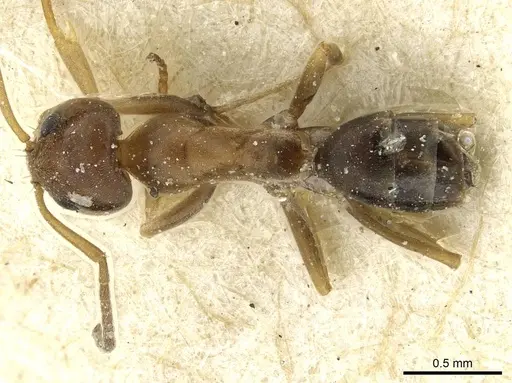 Dorymyrmex breviscapis specimen CASENT0911525 image casent0911525_1
