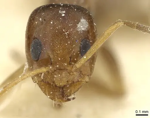 Dorymyrmex breviscapis specimen CASENT0911525 image casent0911525_2