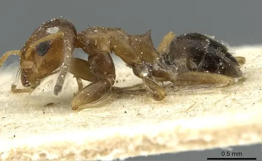 Dorymyrmex breviscapis specimen CASENT0911525 image casent0911525_3