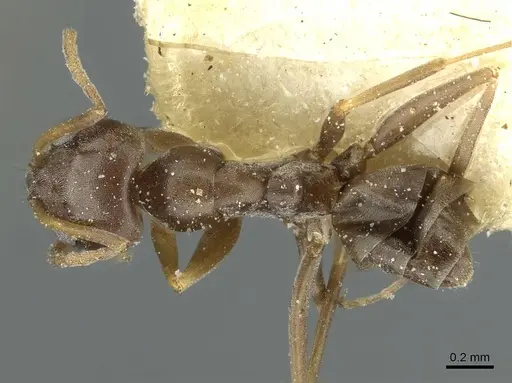 Dorymyrmex breviscapis specimen CASENT0911526 image casent0911526_1