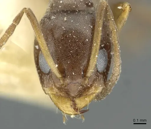 Dorymyrmex breviscapis specimen CASENT0911526 image casent0911526_2