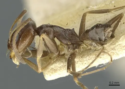 Dorymyrmex breviscapis specimen CASENT0911526 image casent0911526_3