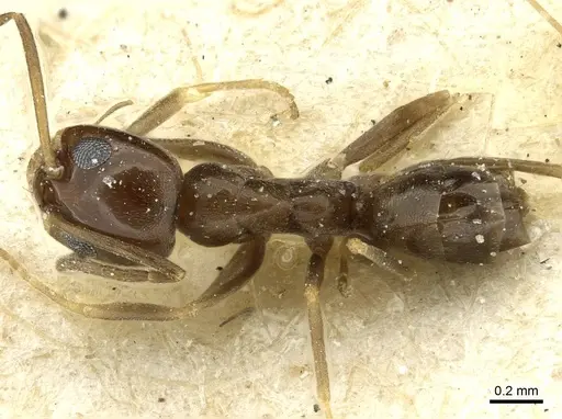 Dorymyrmex breviscapis specimen CASENT0911527 image casent0911527_1