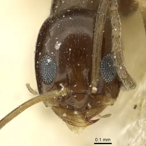 Dorymyrmex breviscapis specimen CASENT0911527 image casent0911527_2