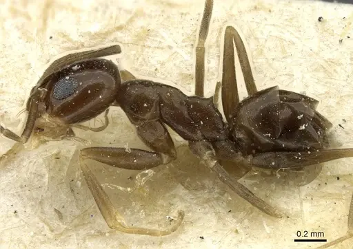 Dorymyrmex breviscapis specimen CASENT0911527 image casent0911527_3