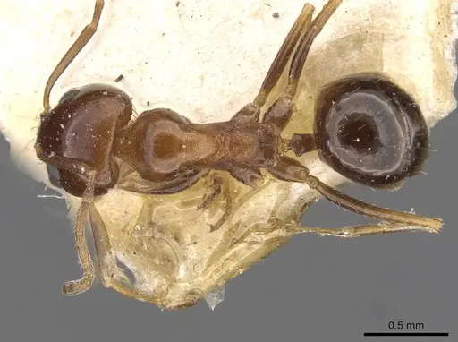 Dorymyrmex bruchi specimen CASENT0909725 image casent0909725_1