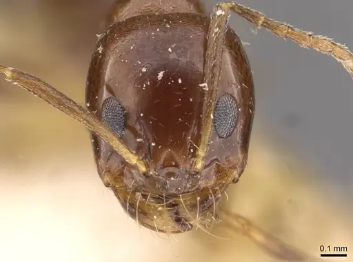 Dorymyrmex bruchi specimen CASENT0909725 image casent0909725_2