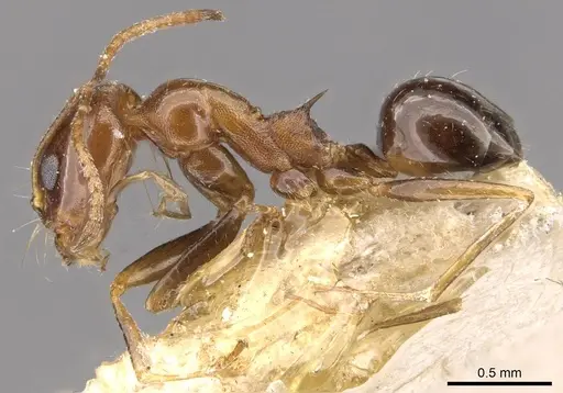 Dorymyrmex bruchi specimen CASENT0909725 image casent0909725_3