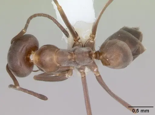 Dorymyrmex brunneus specimen CASENT0173843 image casent0173843_1