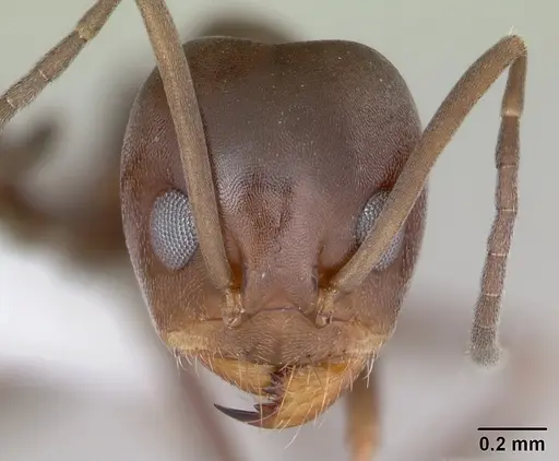 Dorymyrmex brunneus specimen CASENT0173843 image casent0173843_2