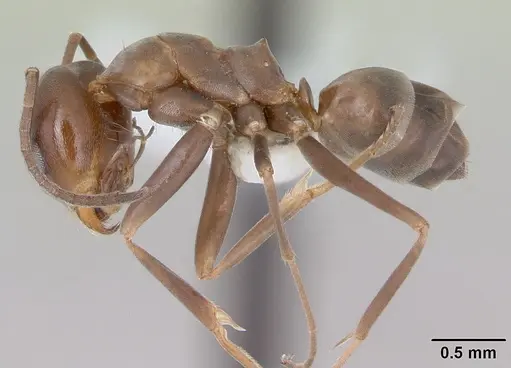 Dorymyrmex brunneus specimen CASENT0173843 image casent0173843_3